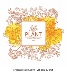 Watercolor background with cosmetic, parfumery and medical plants: tansy flowers, senna alexandrina, barberry, dendrobium nobile. Vector hand drawn illustration.