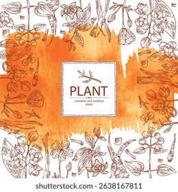 Watercolor background with cosmetic, parfumery and medical plants: meadowfoam, rubia cordifolia, manjishta, сelastrus paniculatus, codonopsis lanceolata. Vector hand drawn illustration.