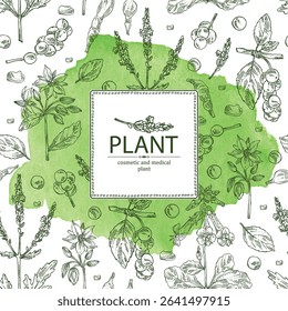 Watercolor background with cosmetic, parfumery and medical plants: borago officinalis, verbena, schisandra chinise, rehmannia glutinosa. Vector hand drawn illustration.
