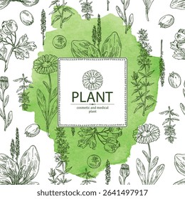 Watercolor background with cosmetic, parfumery and medical plants: calendula , large plantain, plantago major, hawthorn, hyssopus officinalis. Vector hand drawn illustration.