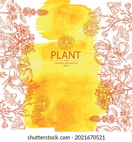 Watercolor background with cosmetic, perfumery and medical plants: linden flower, mint plant, camomile flowers and dog rose berries. Vector hand drawn illustration