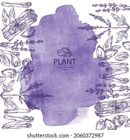 Watercolor background with cosmetic, perfumery and medical plants: lavender flowers, almond nuts, cinnamon and verbena flowering branch . Vector hand drawn illustration