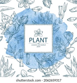 Watercolor background with cosmetic, perfumery and medical plants: bamboo, plumeria flowers, blue agave and cotton plant . Vector hand drawn illustration