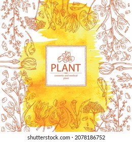 Watercolor background with cosmetic, perfumery and medical plants: wormwood flowers and leaves, valeriana flower and roott, cyclamen and dog fenugreek seeds. Vector hand drawn illustration