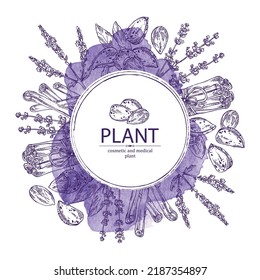 Fondo acuático con plantas cosméticas, aromáticas y médicas: flores de lavanda, nueces de almendra, canela y rama floral de verbena. Ilustración dibujada a mano por el vector