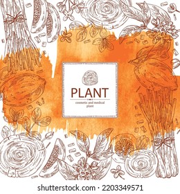 Watercolor background with cosmetic perfumery and medical plants: guaiac tree, backaut tree, citron frut, lemongrass, osmanthus flowers. Vector hand drawn illustration