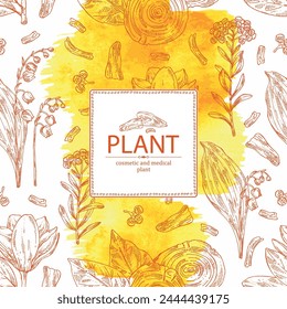 Watercolor background with cosmetic, perfumery and medical plants: magnolia grandiflora, lily of the valley, teak tree, immortelle. Vector hand drawn illustration