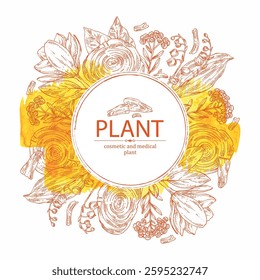 Watercolor background with cosmetic, perfumery and medical plants: magnolia grandiflora, lily of the valley, teak tree, immortelle. Vector hand drawn illustration