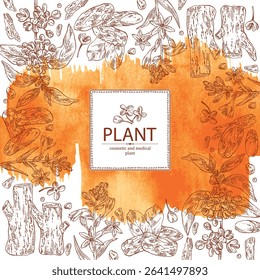 Watercolor background with cosmetic, perfumery and medical plants: osmanthus, polianthes tuberosa, tonka beans, agar wood, oud tree. Vector hand drawn illustration