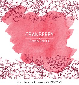 Watercolor Background With Cranberry .Vector Hand Drawn Illustration.