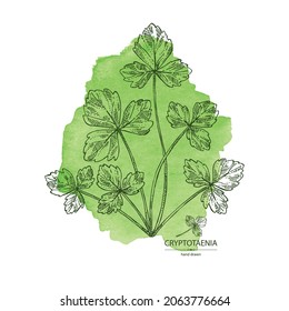 Watercolor background with cryptotaenia japonica: cryptotaenia leaves and plant. Honewort. Mitsuba Plant. Herbs and spices. Vector hand drawn illustration.