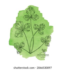 Watercolor background with cryptotaenia japonica: cryptotaenia leaves and plant. Honewort. Mitsuba Plant. Herbs and spices. Vector hand drawn illustration.