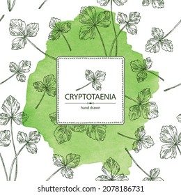 Watercolor background with cryptotaenia japonica: cryptotaenia leaves and plant. Honewort. Mitsuba Plant. Herbs and spices. Vector hand drawn illustration.