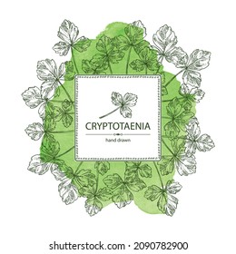 Watercolor background with cryptotaenia japonica: cryptotaenia leaves and plant. Honewort. Mitsuba Plant. Herbs and spices. Vector hand drawn illustration.