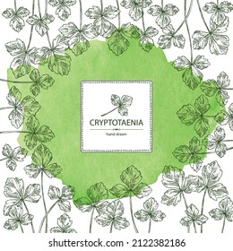 Watercolor background with cryptotaenia japonica: cryptotaenia leaves and plant. Honewort. Mitsuba Plant. Herbs and spices. Vector hand drawn illustration.