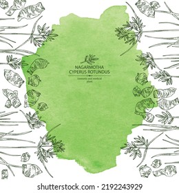 Watercolor background with cyperus rotundus: cyperus rotundus plant, nagarmotha leaves and cyperus rotundus roots. Nagarmotha. Cosmetic, perfumery and medical plant. Vector hand drawn