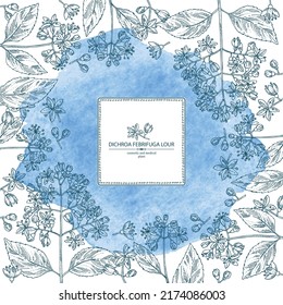 Watercolor background with dichroa febrifuga lour: dichroa plant, leaves and dichroa febrifuga flowers. Cosmetic, perfumery and medical plant. Vector hand drawn illustration.