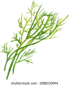 Watercolor background with dill: dill leaves and seeds. Herbs and spices. Vector hand drawn illustration