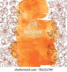 Watercolor background with dog rose: branch of sea rose hip, dog rose berries, rosehip flowers and leaves. Dog rose. Cosmetic and medical plant. Vector hand drawn illustration.
