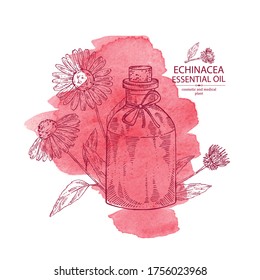 Watercolor background with echinacea flowers and bottle of echinacea essential oil. Cosmetic, perfumery and medical plant. Vector hand drawn illustration.