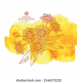 Watercolor background with eclipta prostrata: bhringraj plant, leaves and eclipta prostrata flowers. Cosmetic, perfumery and medical plant. Vector hand drawn illustration.