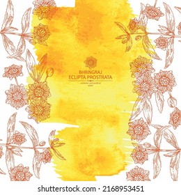 Watercolor background with eclipta prostrata: bhringraj plant, leaves and eclipta prostrata flowers. Cosmetic, perfumery and medical plant. Vector hand drawn illustration.