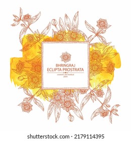 Watercolor background with eclipta prostrata: bhringraj plant, leaves and eclipta prostrata flowers. Cosmetic, perfumery and medical plant. Vector hand drawn illustration.