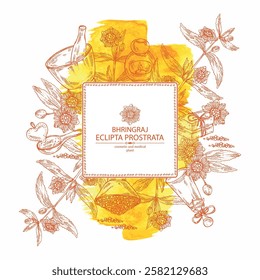 Watercolor background with eclipta prostrata: bhringraj plant, leaves and eclipta prostrata flowers. Oil, soap and bath salt . Cosmetics and medical plant. Vector