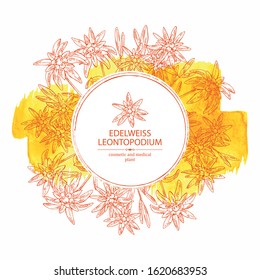 Watercolor background with edelweiss: edelweiss flowers and leaves. Leontopodium. Cosmetic and medical plant. Vector hand drawn illustration