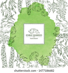 Watercolor background with edible seaweed: wakame, porphyra, caulerpa and tosaka. Vector hand drawn illustration.