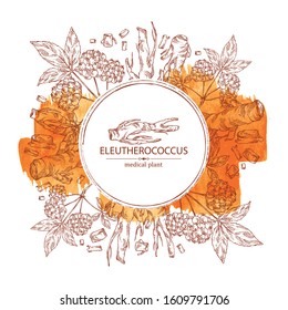 Watercolor background with eleutherococcus: branch, berries and eleutherococcus root. Siberian ginseng. Cosmetic and medical plant. Vector hand drawn illustration. 