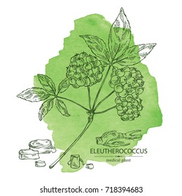 Watercolor background with eleutherococcus: branch of eleutherococcus, berries and eleutherococcus root. Siberian ginseng. Cosmetic and medical plant. Vector hand drawn illustration. 