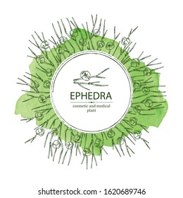 Watercolor background with ephedra: branch of Chinese ephedra with leaves and berries. Cosmetics and medical plant. Vector hand drawn illustration.