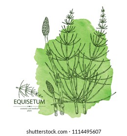 Watercolor background with equisetum: plant and escape equisetum. Horsetail. Cosmetics and medical plant. Vector hand drawn illustration.