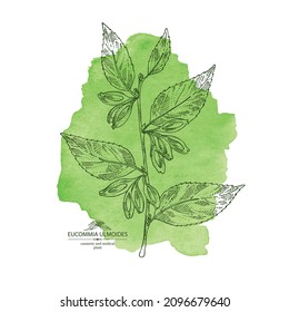 Watercolor background with eucommia ulmoides: eucommia  plant, leaves, flowers and eucommia ulmoides bark. Cosmetic, perfumery and medical plant. Vector hand drawn illustration.