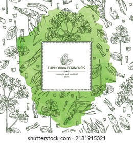Watercolor background with euphorbia pekinensis: euphorbia pekinensis plant, leaves, flowers and euphorbia pekinensis root.  Cosmetic, perfumery and medical plant. Vector hand drawn illustration