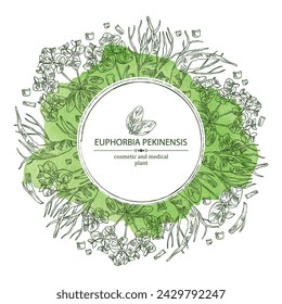 Watercolor background with euphorbia pekinensis: euphorbia pekinensis plant, leaves, flowers and euphorbia pekinensis root.  Cosmetic, perfumery and medical plant. Vector hand drawn illustration