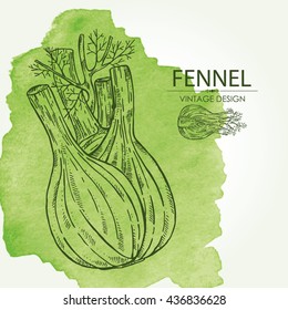Watercolor background with fennel. hand drawn