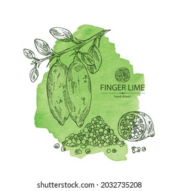 Watercolor background with finger lime: finger lime fruits, lime caviar and slice. Citrus australasica. Vector hand drawn illustration.