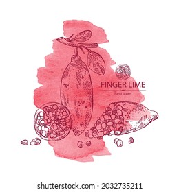 Watercolor background with finger lime: finger lime fruits, lime caviar and slice. Citrus australasica. Vector hand drawn illustration.