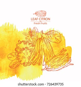 Watercolor background with fingered citron: fingered citron fruit and slice of fingered citron. Buddha's hand. Vector hand drawn illustration. 