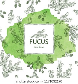 Watercolor background with fucus: fucus seaweed, sea grapes. Brown algae. Edible seaweed. Vector hand drawn illustration.