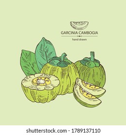 Watercolor background with garcinia cambogia: garcinia fruts and leaves. Super food. Vector hand drawn illustration.