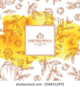 Watercolor background with garcinia indica: garcinia indica plant, leaves, garcinia indica fruits and bottle of garcinia indica oil. Vrikshamla. Vector hand drawn illustration.