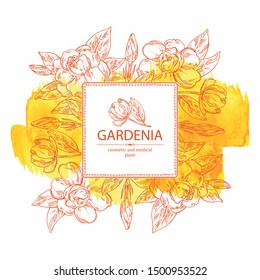 Watercolor background with gardenia: gardenia flowers, bud and leaves. Cosmetic, perfumery and medical plant. Vector hand drawn illustration