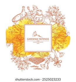 Fondo de acuarela con gardenia taitensis: planta de tiara, hojas y flores de gardenia taitensis. Gardenia tahitiana, flor de árbol de tiare. Planta cosmética, perfumería y médica. Vector dibujado a mano