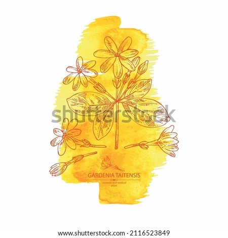 Watercolor background with gardenia taitensis: tiare plant, leaves and gardenia taitensis flowers. Gardenia tahitian, tiare tree flower . Cosmetic, perfumery and medical plant. Vector hand drawn