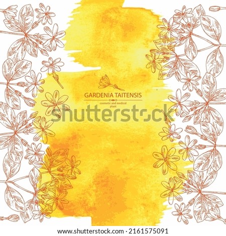Watercolor background with gardenia taitensis: tiare plant, leaves and gardenia taitensis flowers. Gardenia tahitian, tiare tree flower . Cosmetic, perfumery and medical plant. Vector hand drawn