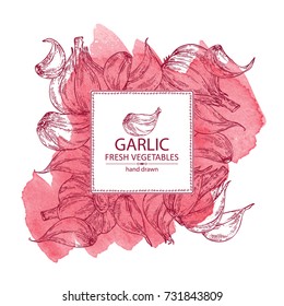 Watercolor background with garlic. Vector hand drawn illustration