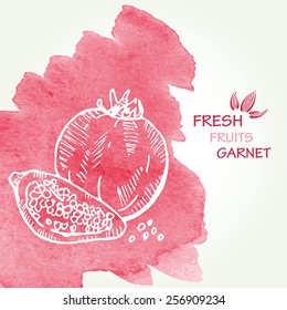 Watercolor background with garnet in vector. 